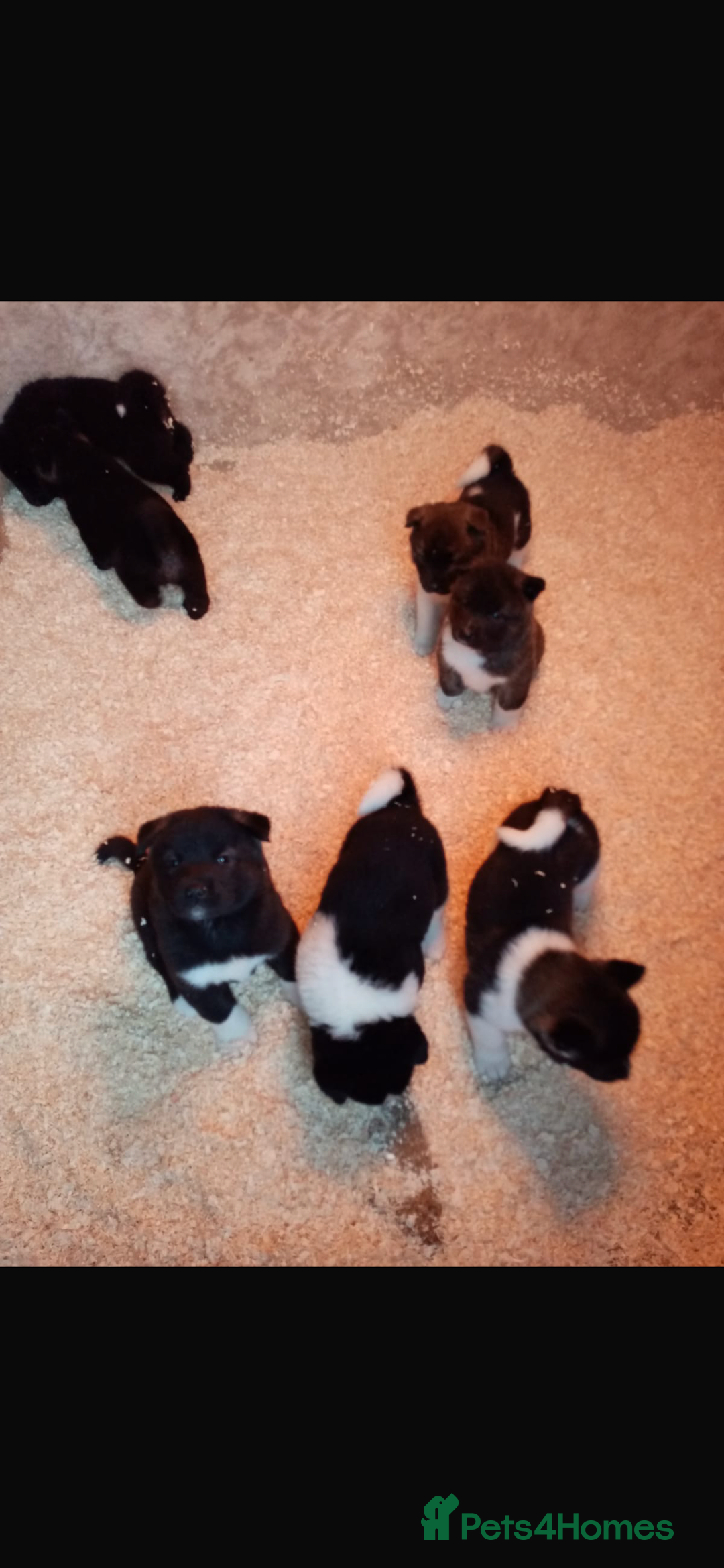 Akita dogs for sale: 7 bear faced American Akitas puppies  - Advert 13