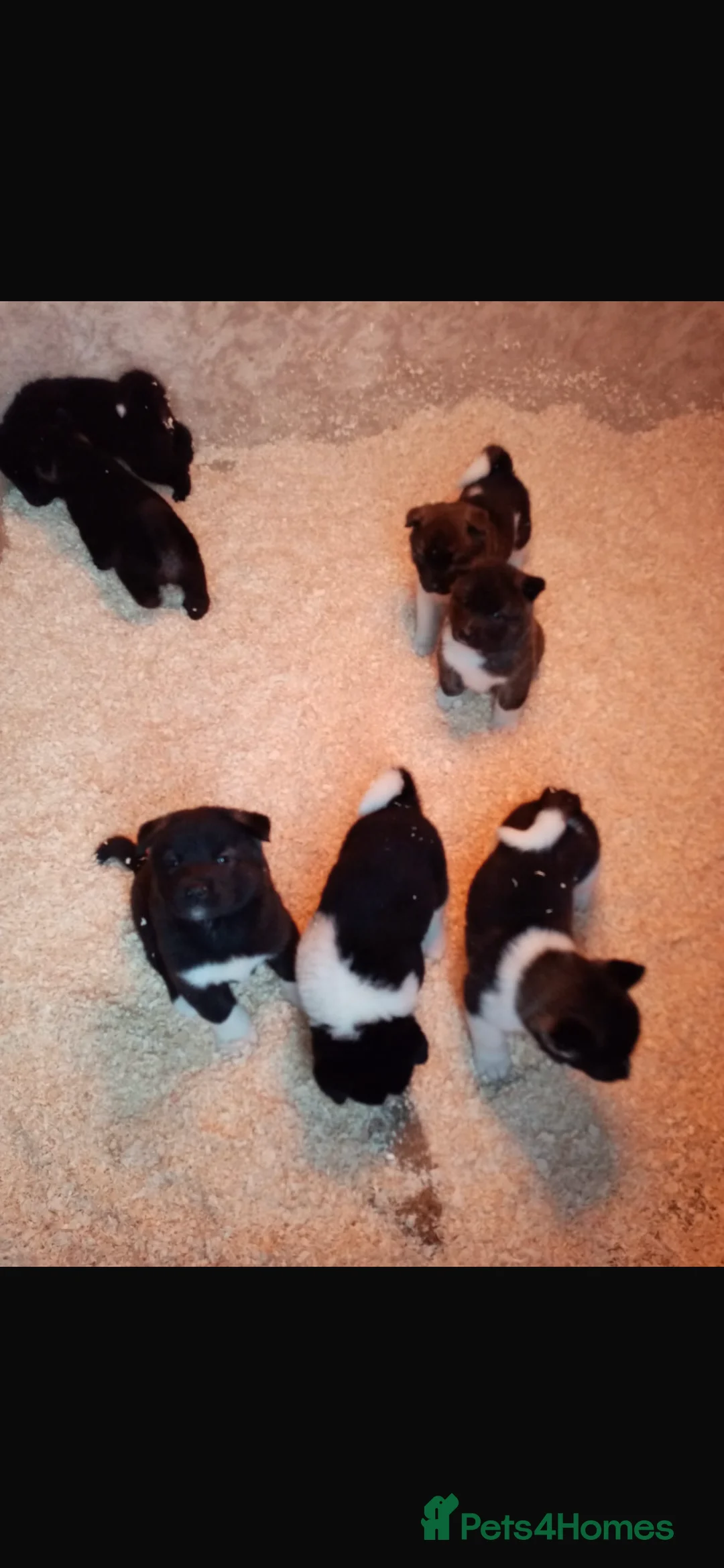 Akita dogs for sale: 7 bear faced American Akitas puppies  - Advert 14