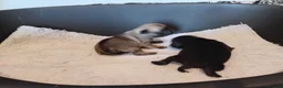 Pug dogs for sale: Girl pug  - Advert 4