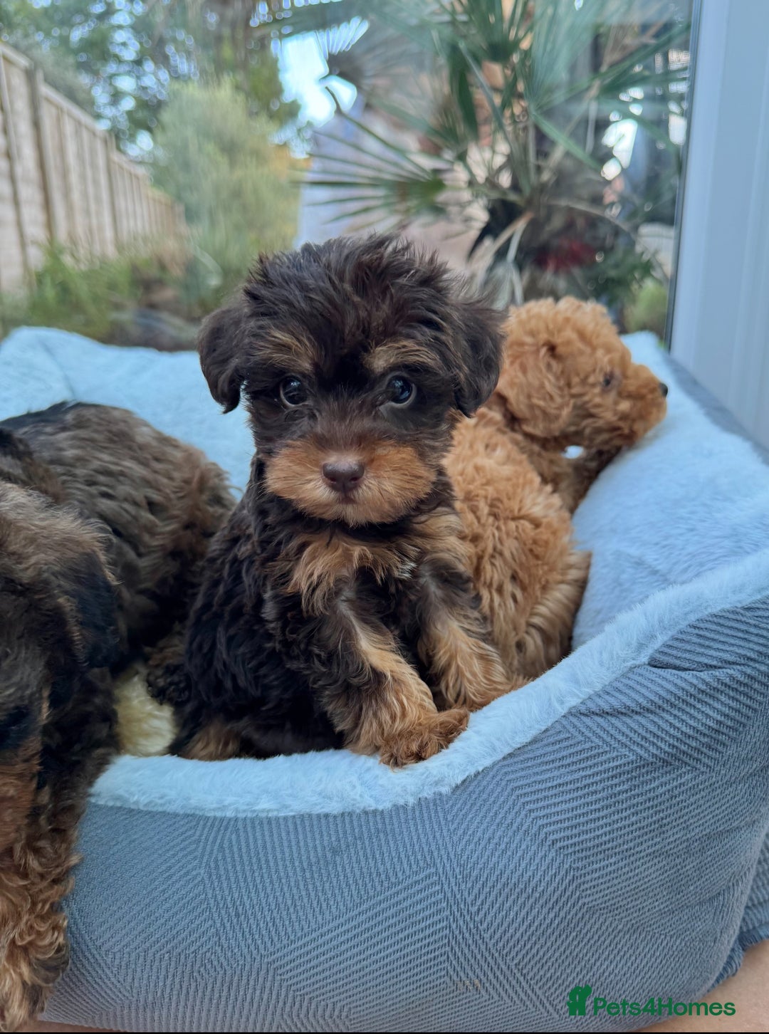 Schnoodle dogs for sale: Schnoodle puppies  - Advert 17