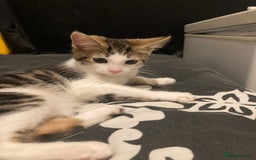European cats for sale: 2 Adorable Kittens ready for their forever homes  - Advert 12