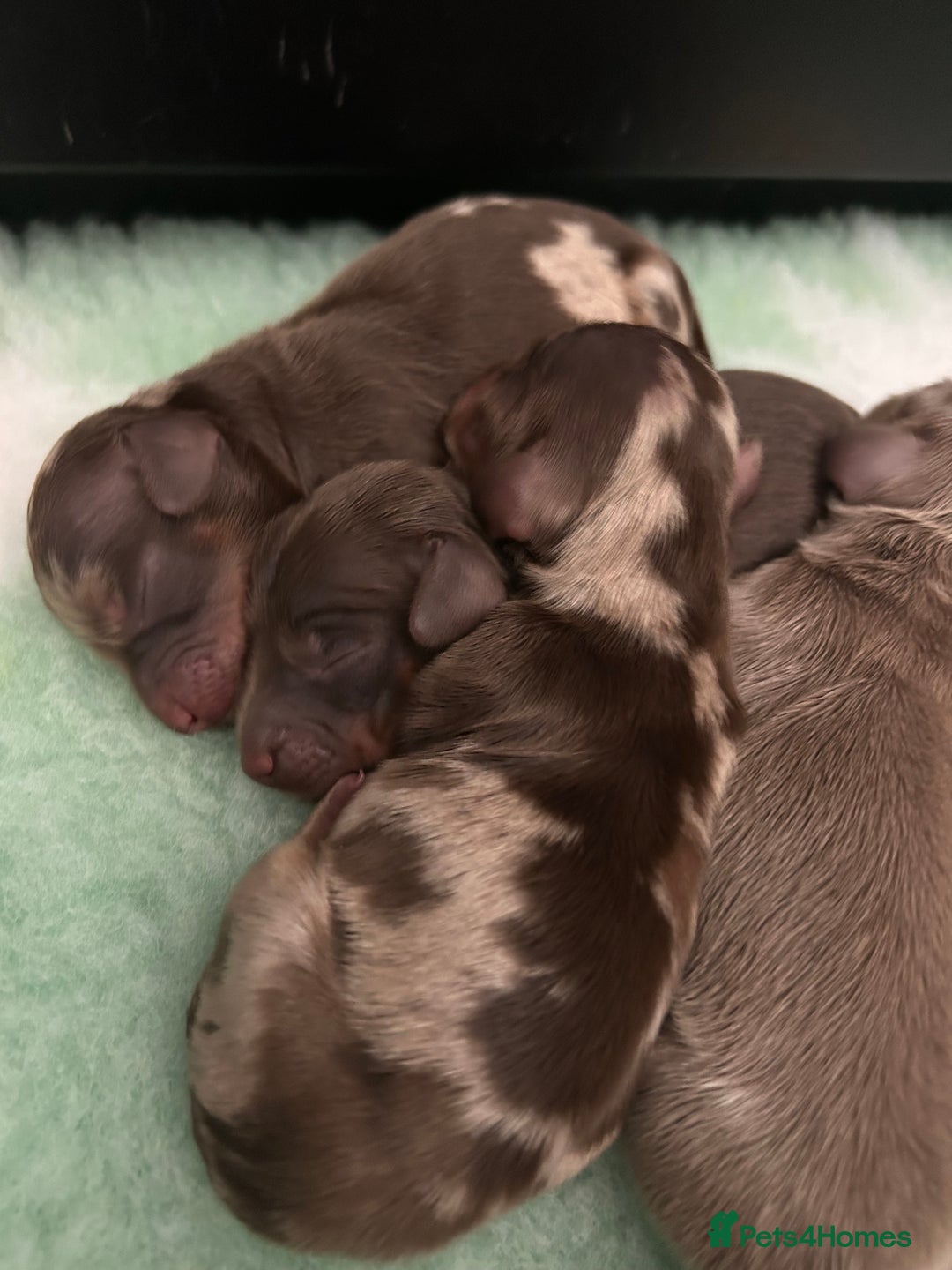 Miniature Dachshund dogs for sale: 🤍🐾 Stunning long haired litter 🐾🤍 - Image 6
