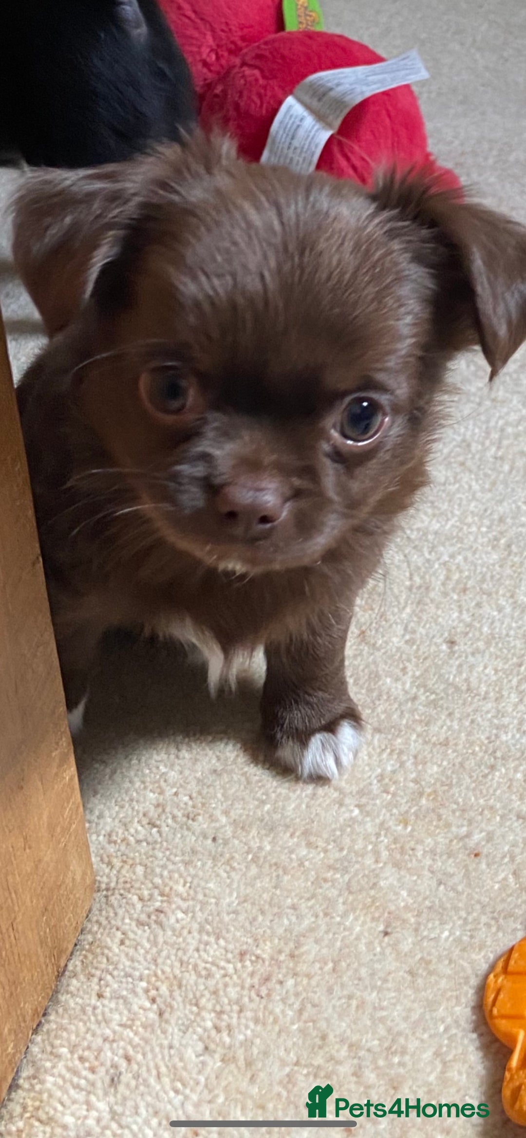 Chihuahua dogs for stud: KC Registered Blue Double KB in Chorley - Image 20