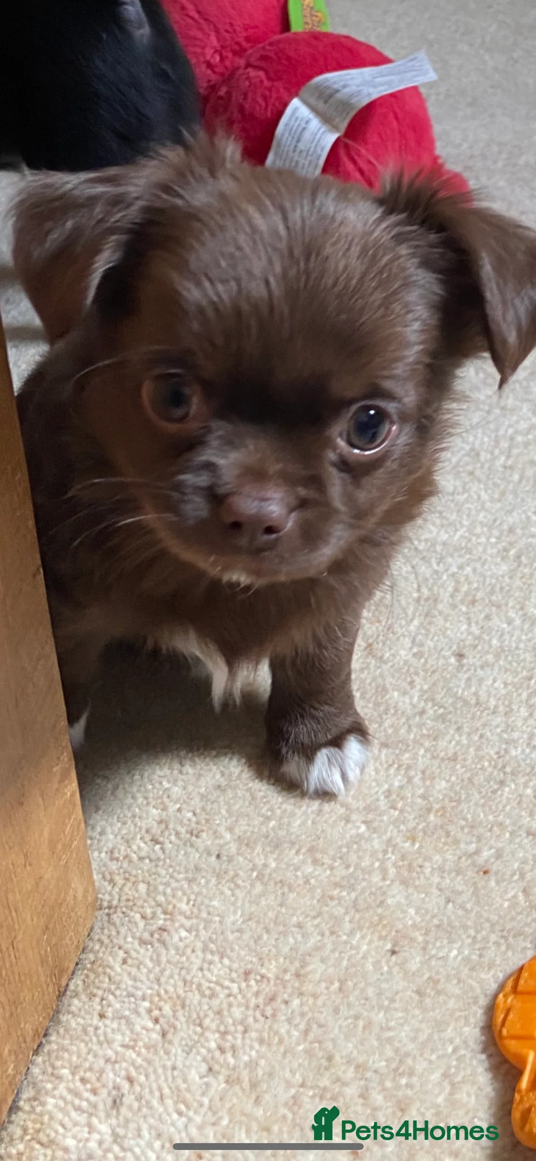 Chihuahua dogs for stud: KC Registered Blue Double KB in Chorley - Advert 20