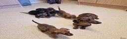 Miniature Dachshund dogs for sale: Miniature chocolate dapple black tan dachshund - Advert 7