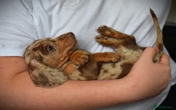 Dachshund dogs for sale: true miniature dachshund puppies ready now  - Image 4