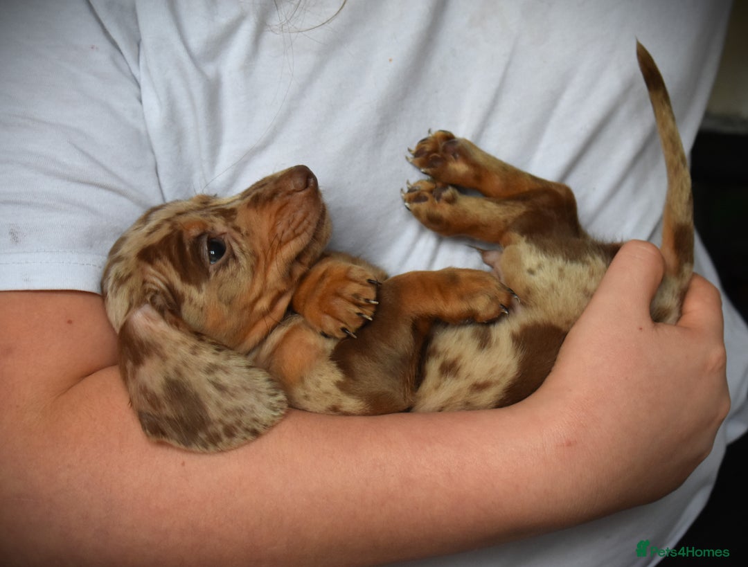 Dachshund dogs for sale: true miniature dachshund puppies ready now  - Image 4