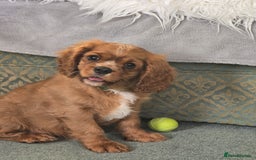 Cavalier King Charles Spaniel dogs for sale: ALL RESERVED in Shrewsbury - Image 7
