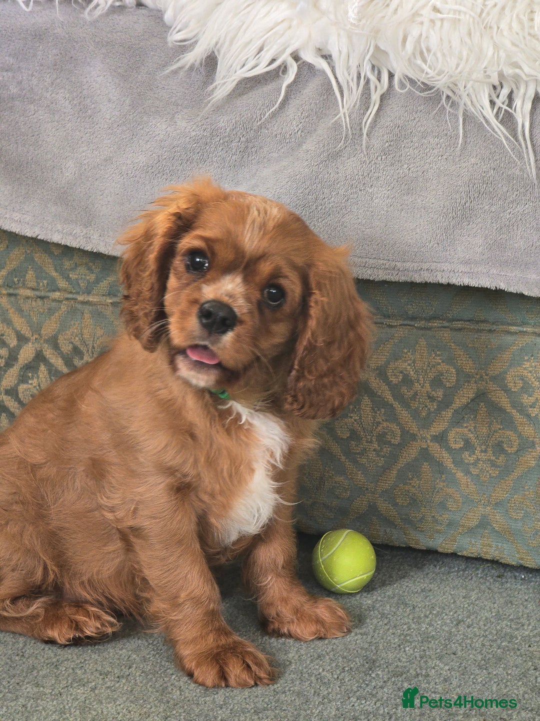 Cavalier King Charles Spaniel dogs for sale: ALL RESERVED in Shrewsbury - Image 7