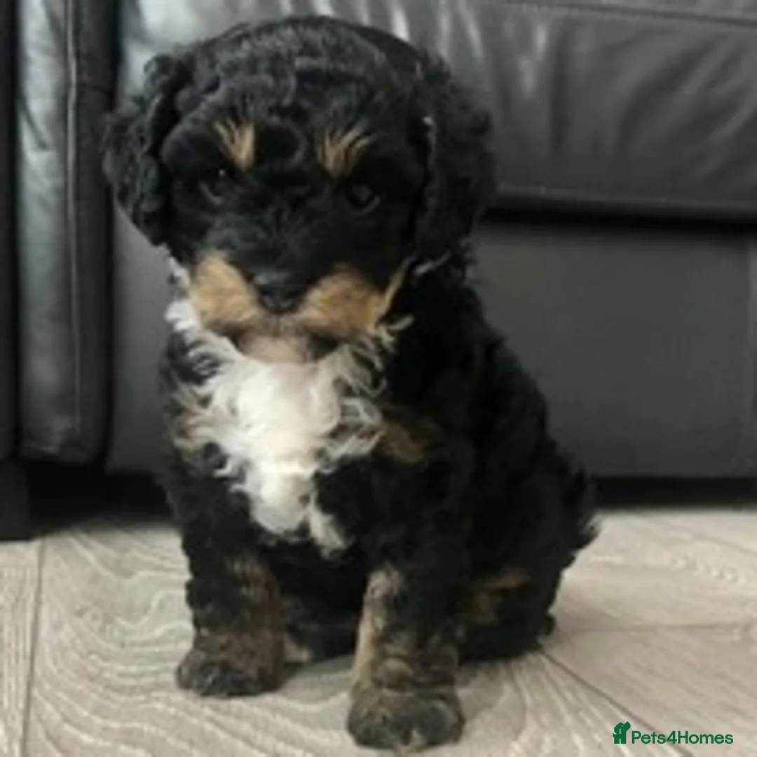 Poodle dogs for stud: 🏆PROVEN🏆sable miniature poodle health tested in Havant - Advert 21