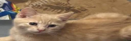 Mixed Breed cats for sale: The Most Adorable Kittens - Advert 13