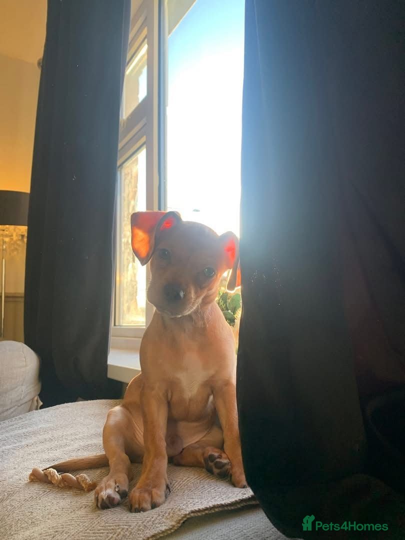 Chiweenie dogs Archie  - Advert 1
