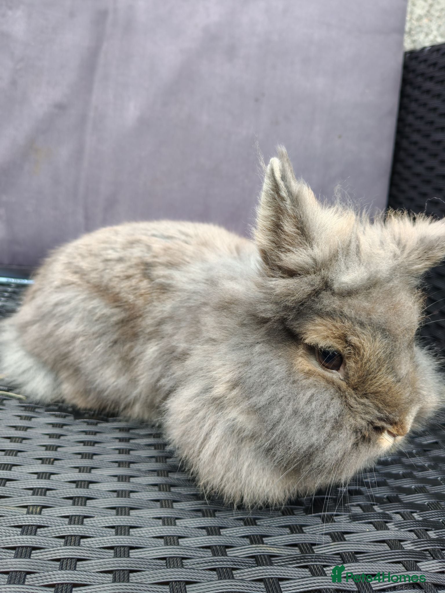 Lionhead rabbits Female lionhead Rabbit. - Advert 1