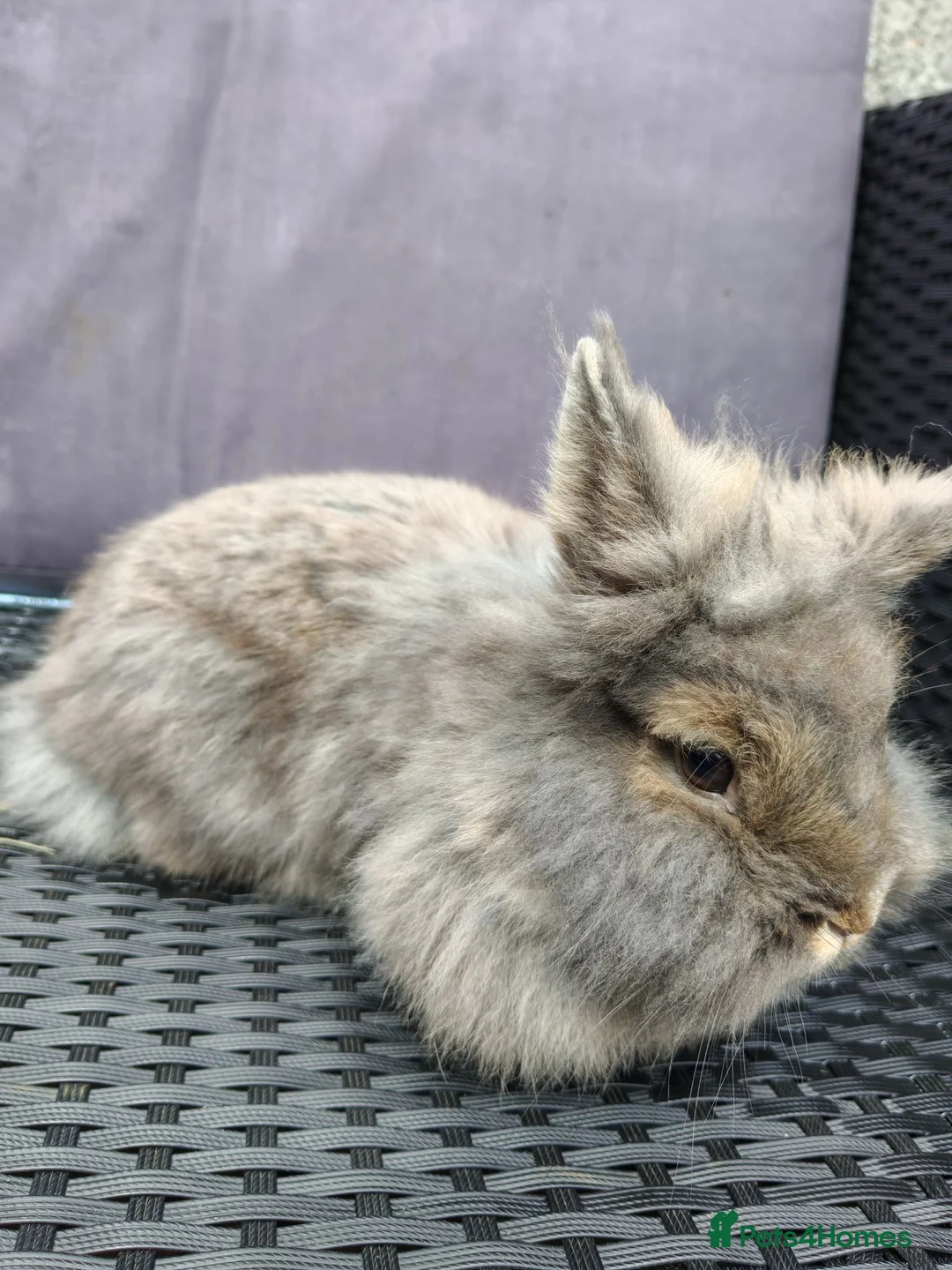 Lionhead rabbits for sale: Female lionhead Rabbit. - Advert 1