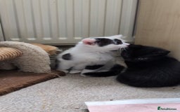 Mixed Breed cats for sale: Beautiful healthy kittens 😍😍 - Image 6