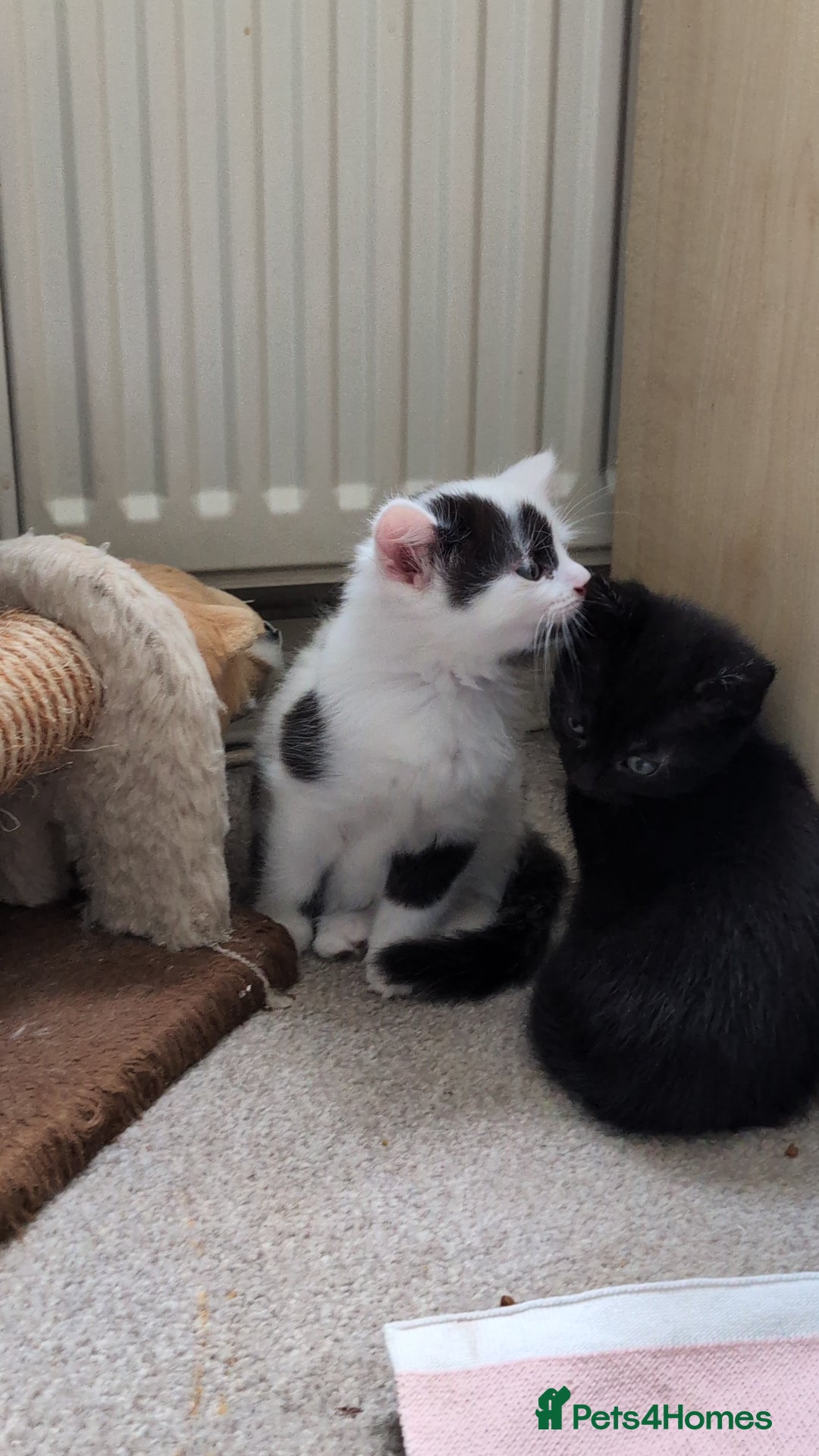 Mixed Breed cats for sale: Beautiful healthy kittens 😍😍 - Image 6