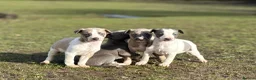 Whippet dogs for sale: Kc whippets  - Advert 3