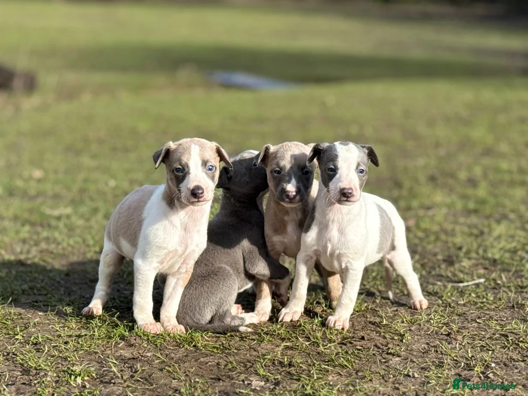 Whippet dogs for sale: Kc whippets  - Advert 3