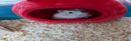 Hamster rodents for sale: Russian Dwarf Hamster - Advert 1