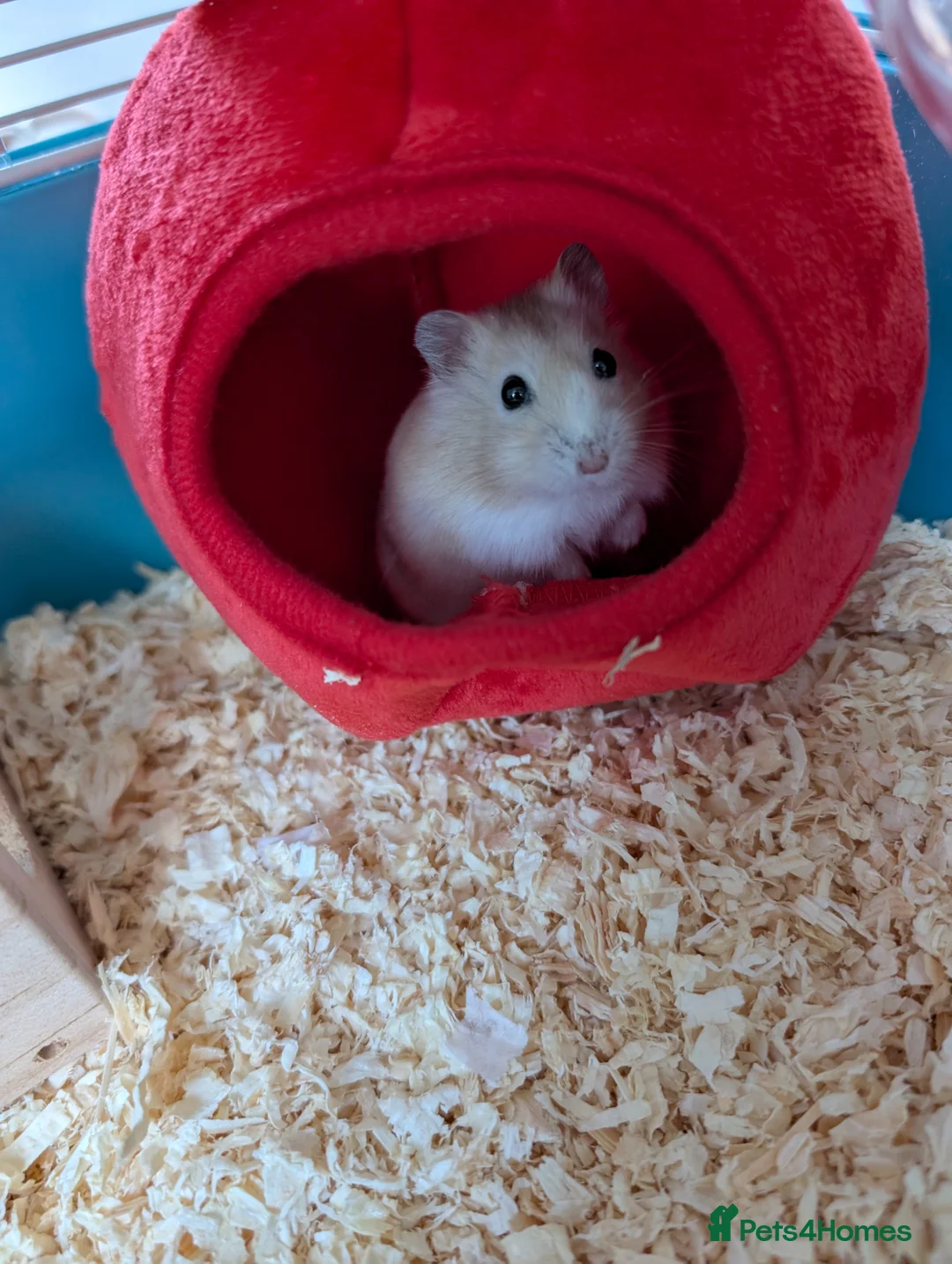 Hamster rodents for sale: Russian Dwarf Hamster - Advert 1