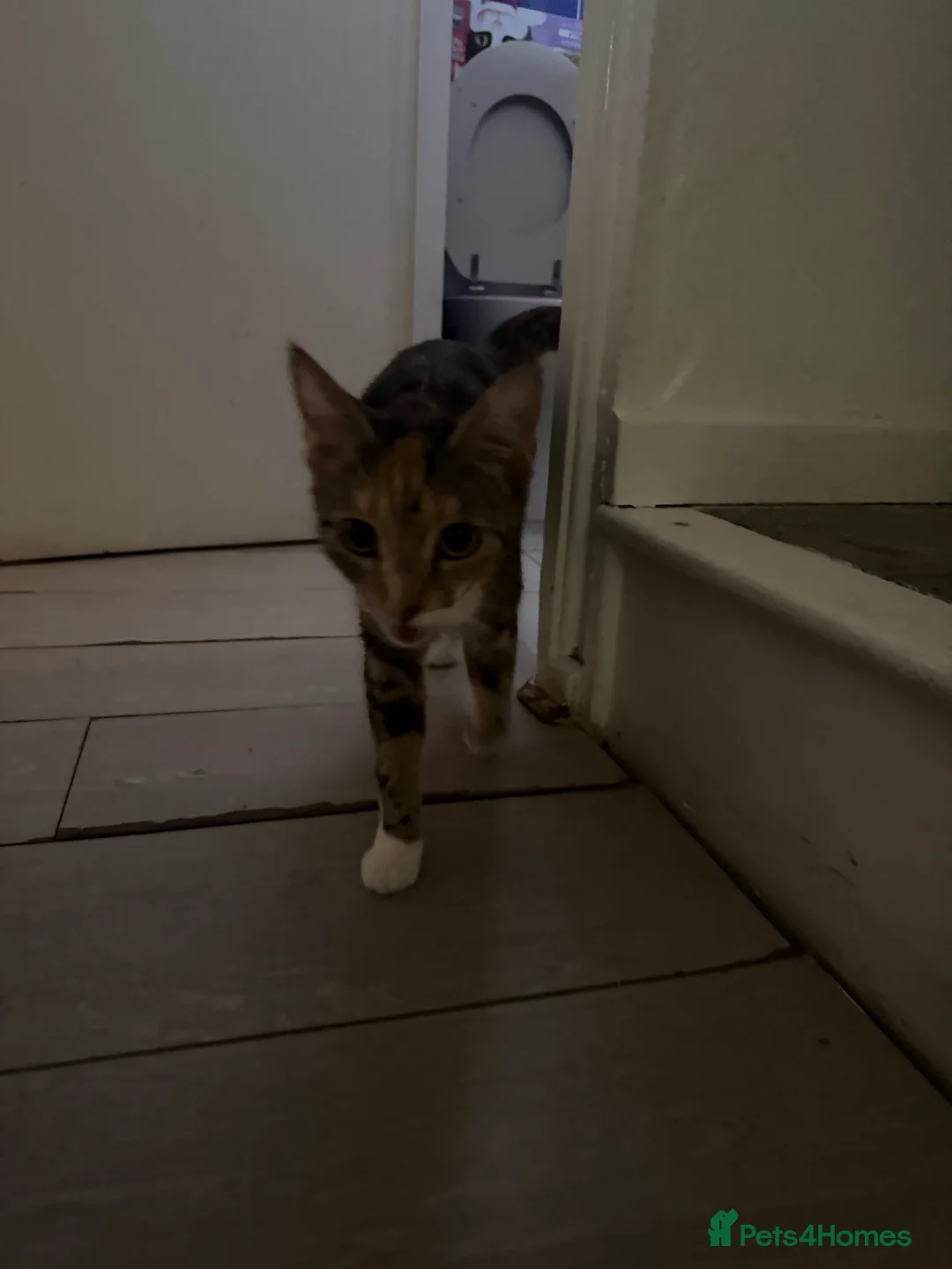 American Shorthair cats for sale: 5 beautiful kittens for sale  - Advert 12