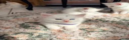 Maine Coon cats for sale: WHITE MAINE COON KITTENS - Advert 5