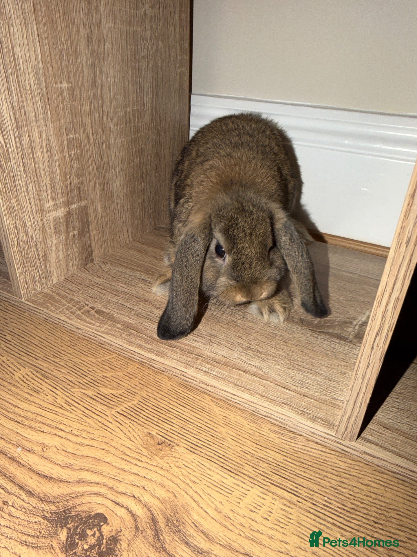 Mini Lop rabbits Mini lop  - Advert 5