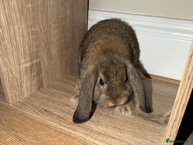 Mini Lop rabbits Mini lop - Advert 2