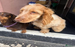 Cocker Spaniel dogs for sale: Show cocker spaniels in Doncaster - Image 22