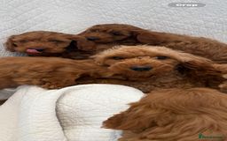 Labradoodle dogs for sale: LICENSED BREEDER F2b mini labradoodles - Image 9