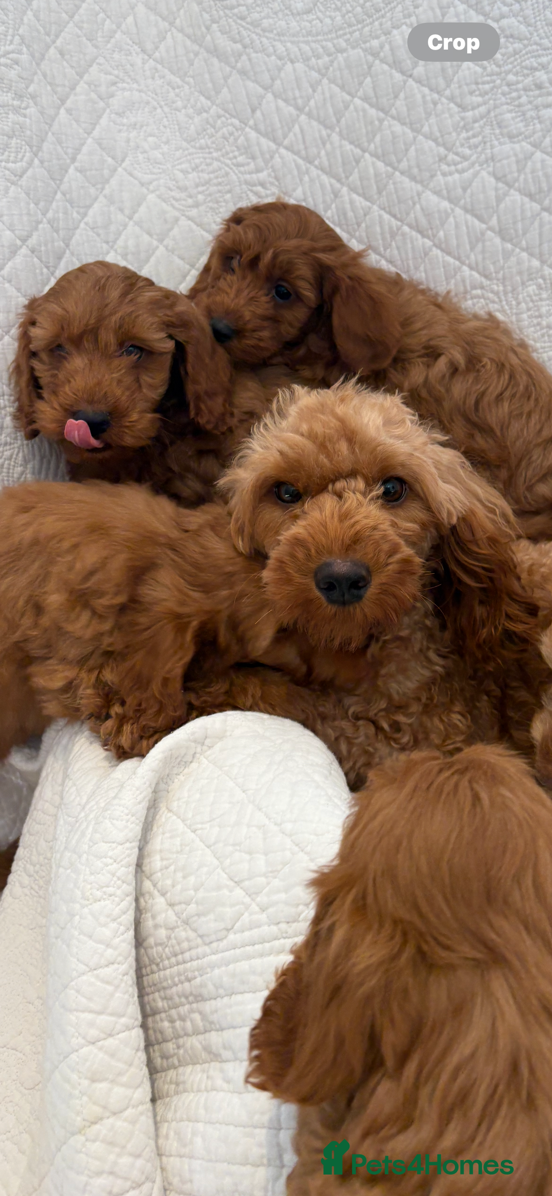Labradoodle dogs for sale: LICENSED BREEDER F2b mini labradoodles - Image 9