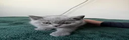 British Shorthair cats for sale: Four Gorgeous British Shorthair Kittens - Advert 9