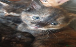 Mixed Breed cats for sale: Beautiful fluffy kittens - Image 5