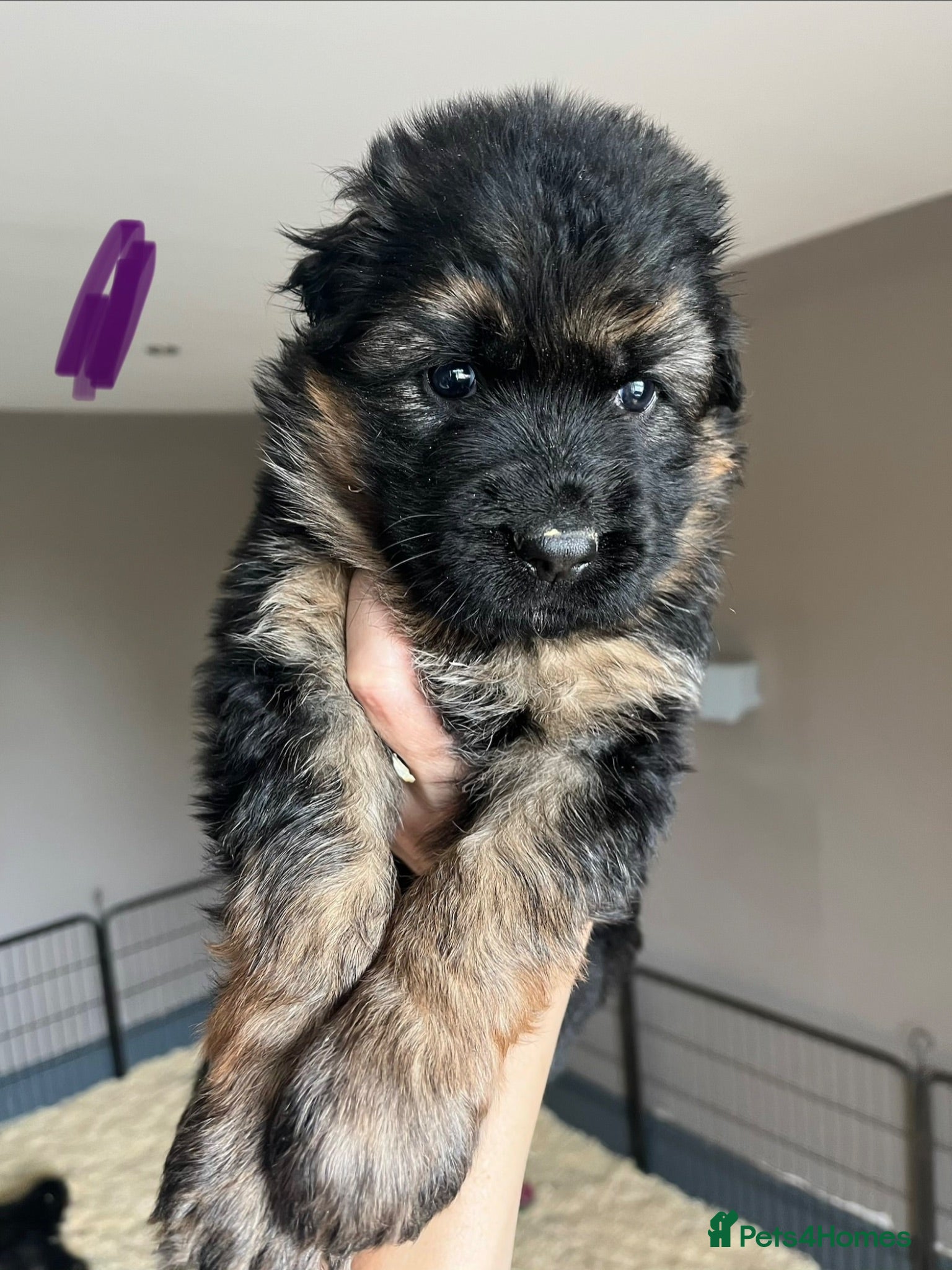 German Shepherd dogs Beautiful KC Reg puppies for sale  - Advert 2