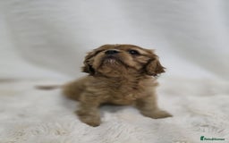 Cavalier King Charles Spaniel dogs for sale: TWO CAVALIER KING CHARLES BOYS AVAILABLE NOW - Image 5