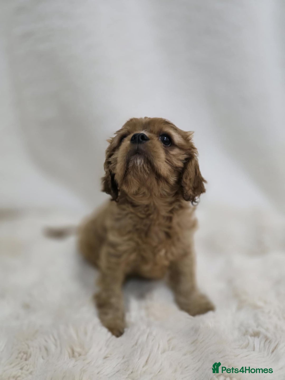 Cavalier King Charles Spaniel dogs for sale: TWO CAVALIER KING CHARLES BOYS AVAILABLE NOW - Image 5