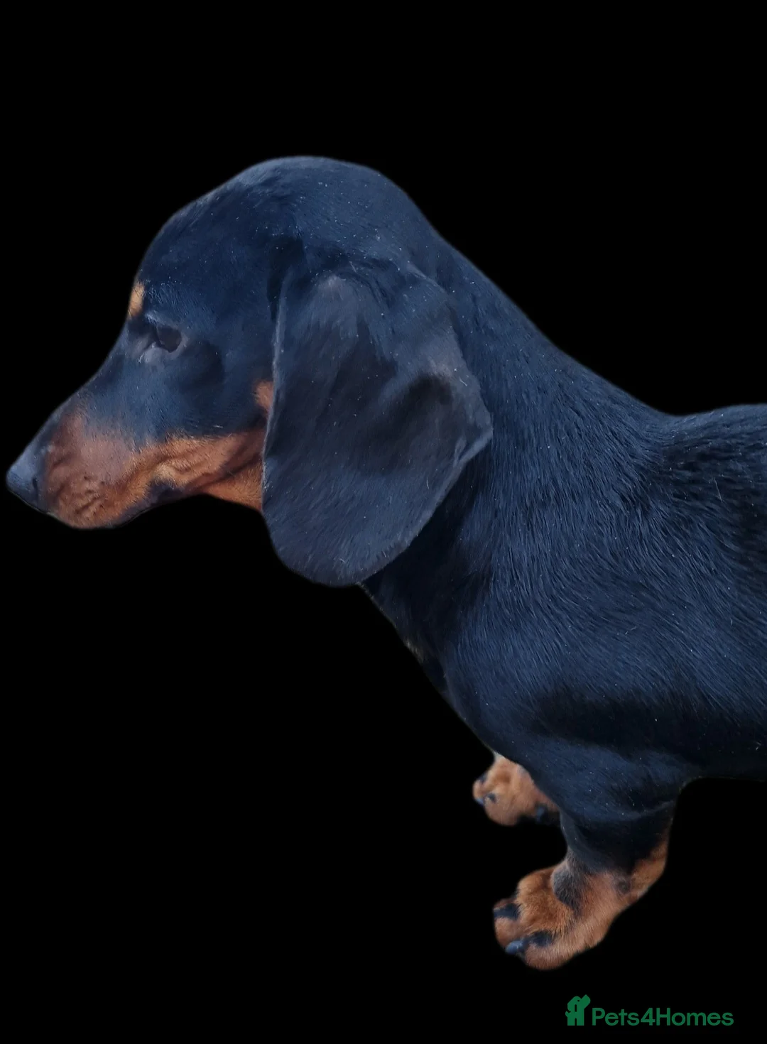 Miniature Dachshund dogs for stud: GLYNFELIN JACK MASTER FUNK miniature dachshund in Swansea - Advert 4