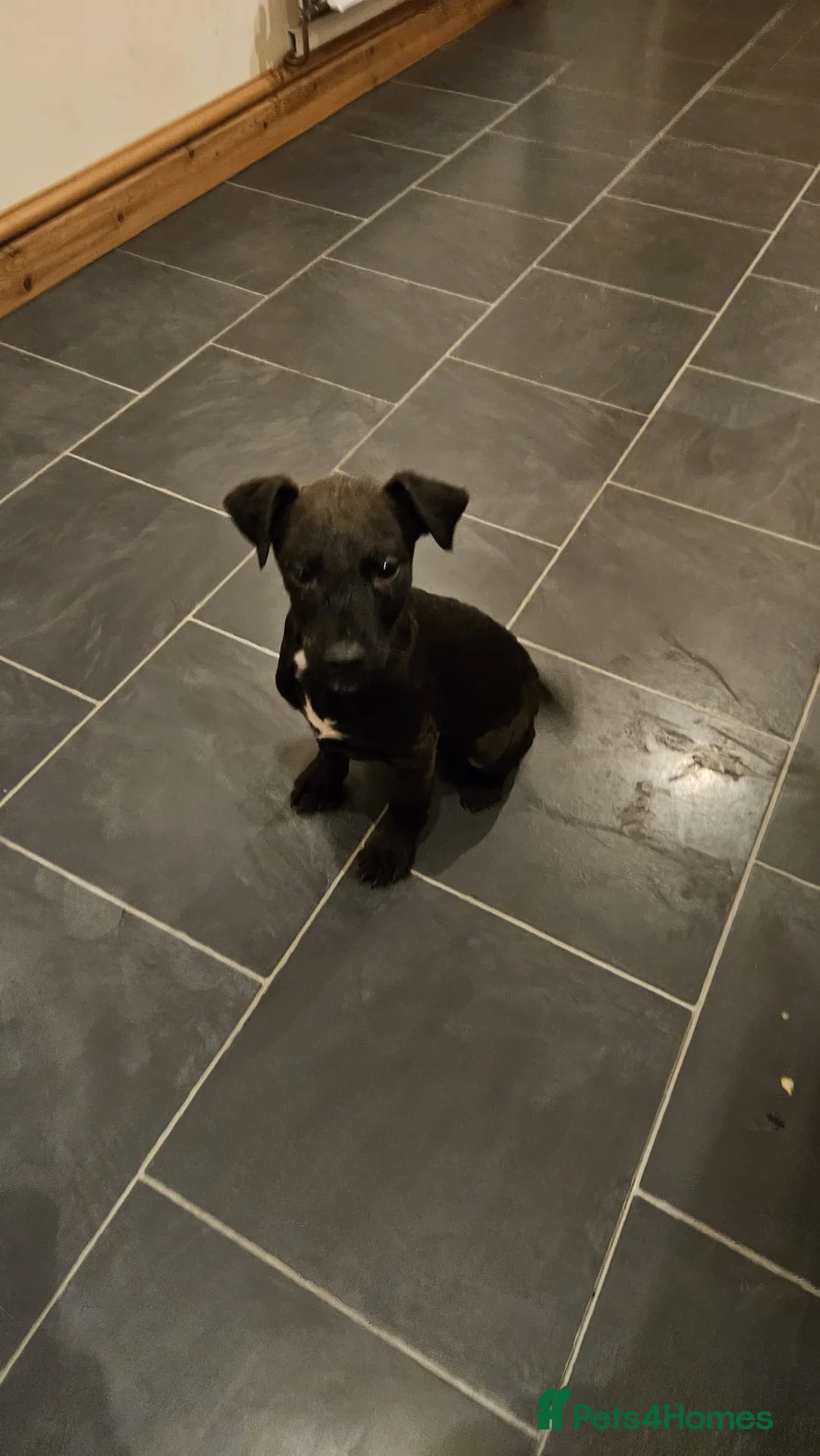 Patterdale Terrier dogs for sale: 13 week old Patterdale dog pup. - Advert 6
