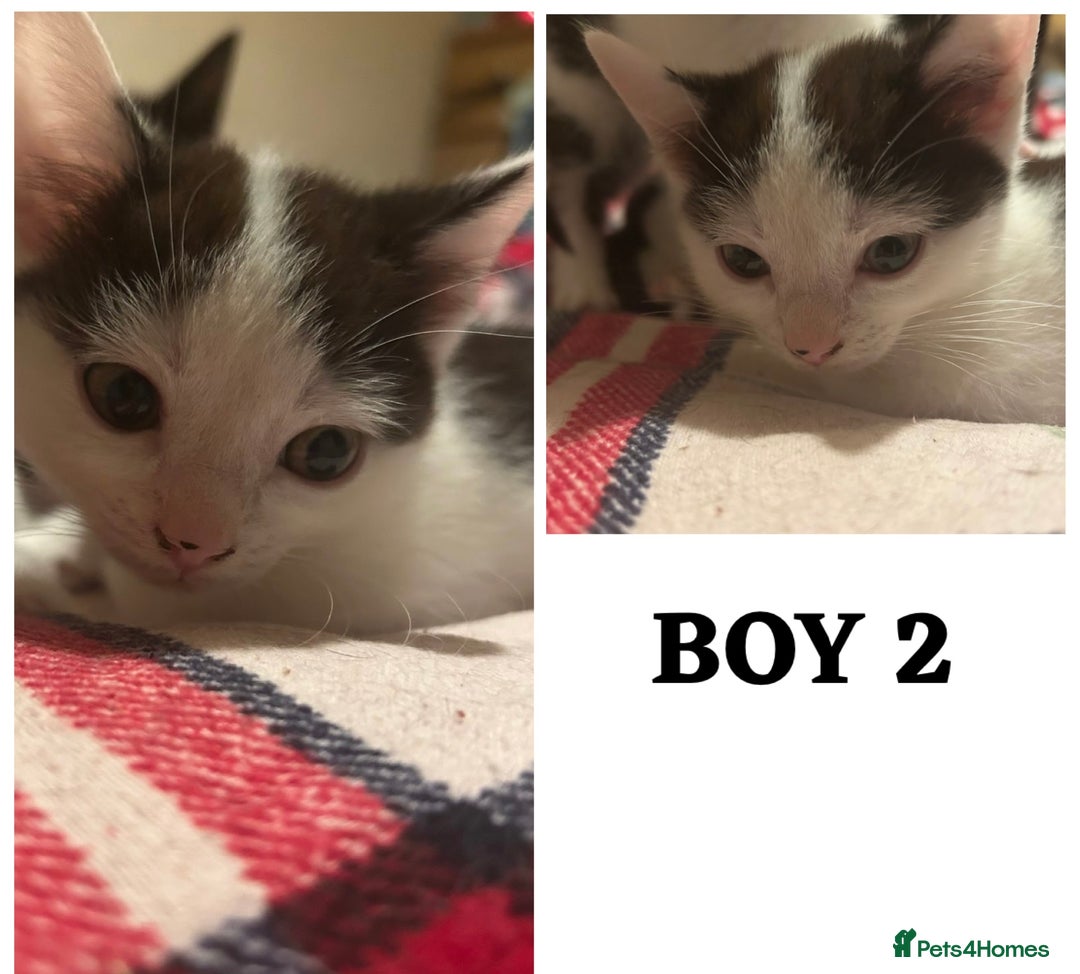 Mixed Breed cats for sale: 4 Beautiful kittens ready for new home  - Advert 3
