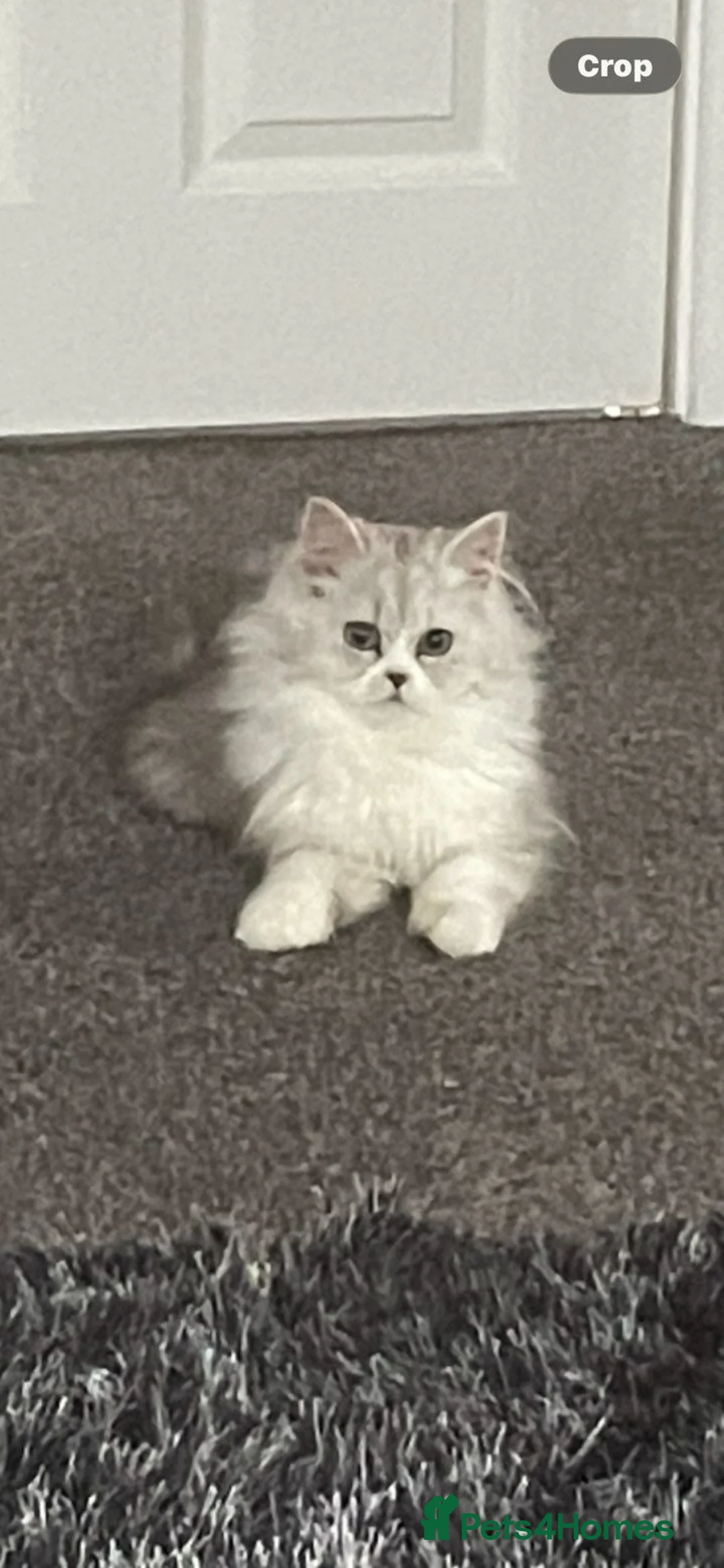 Persian cats for sale: Persian/ragdoll kittens - Advert 3