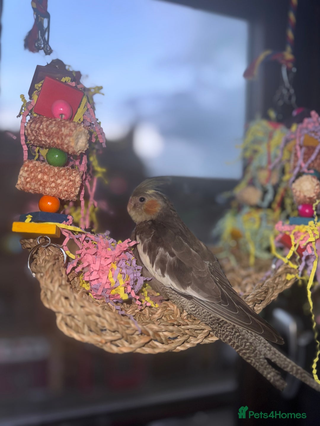 Cockatiels birds for sale: Male&female cockatiel for sale - Image 9