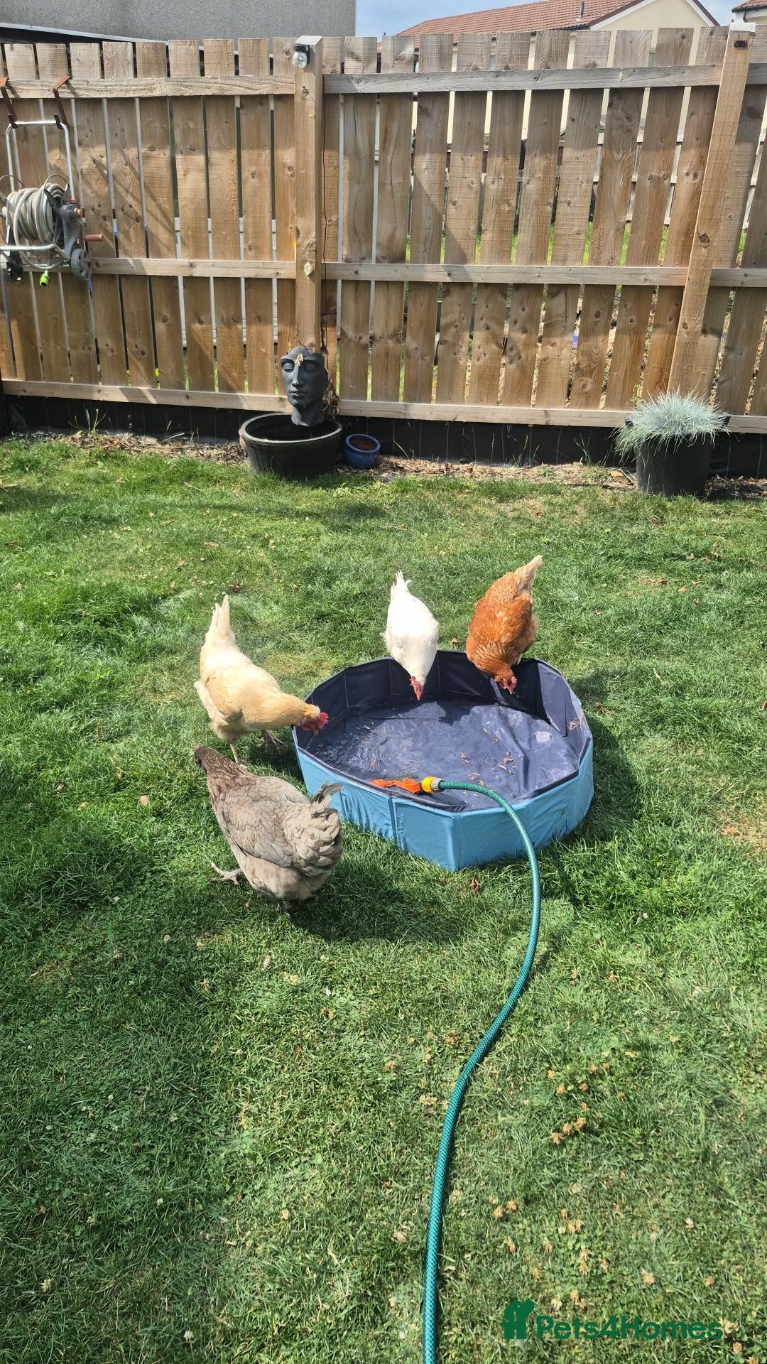 Chickens poultry Chickens for free  - Advert 1