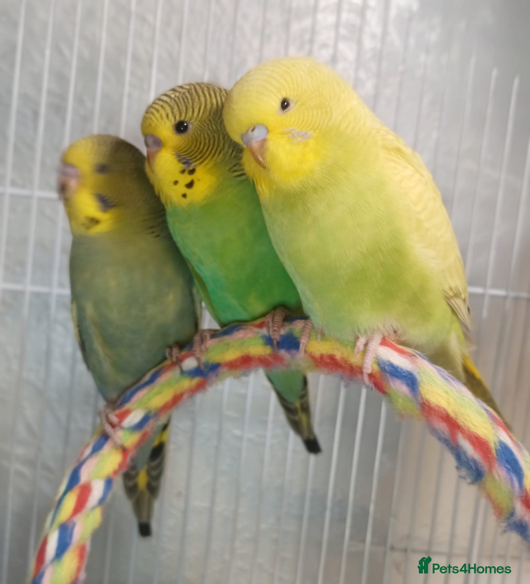 Budgerigars birds Superb home bred beautifully coloured baby budgies - Advert 1