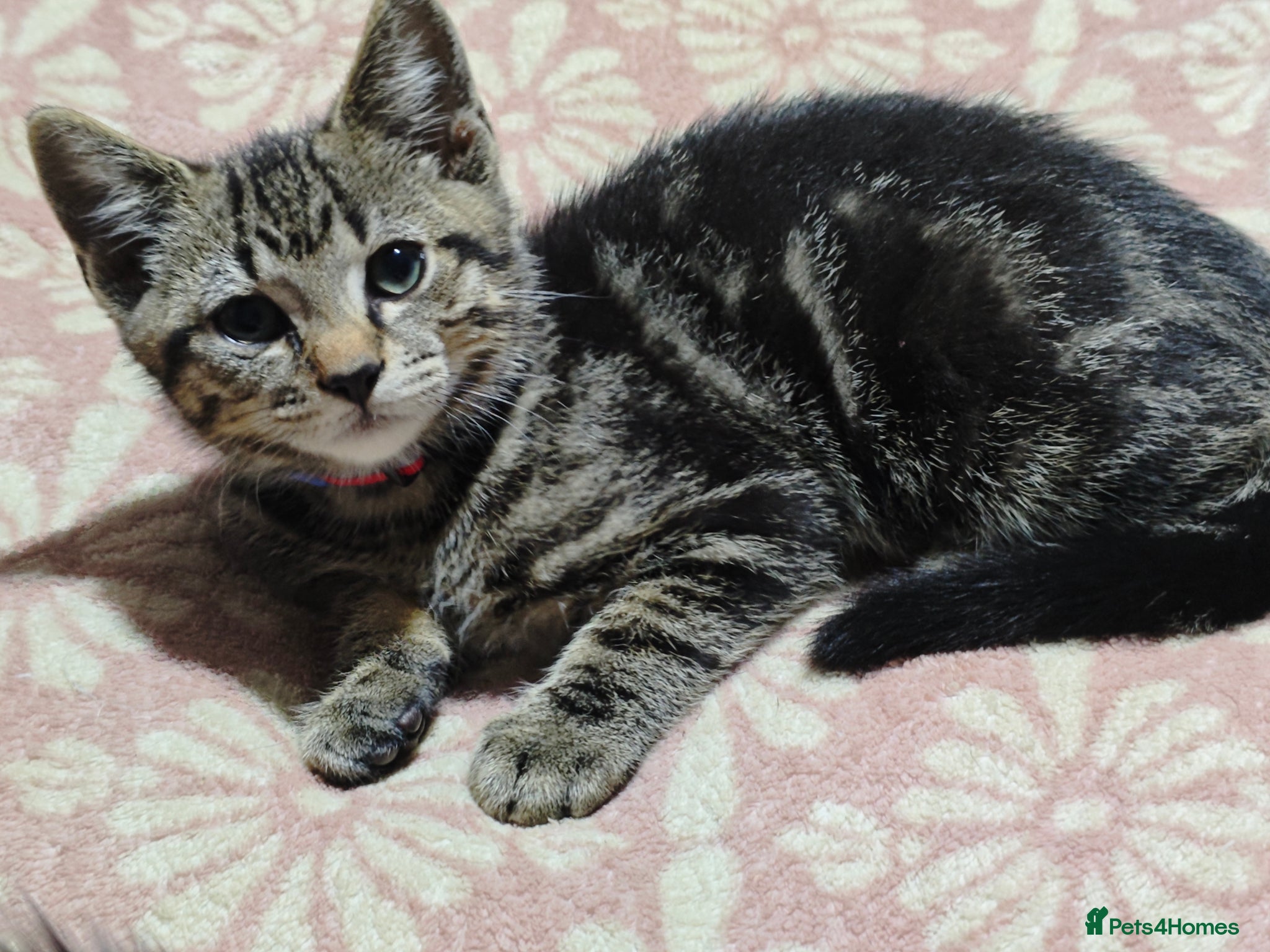 Mixed Breed cats for sale: kittens  - Advert 14