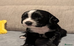 Cocker Spaniel dogs for sale: 🐾KC Reg- Working Cocker Spaniel DNA Tested 🧬 - Image 9