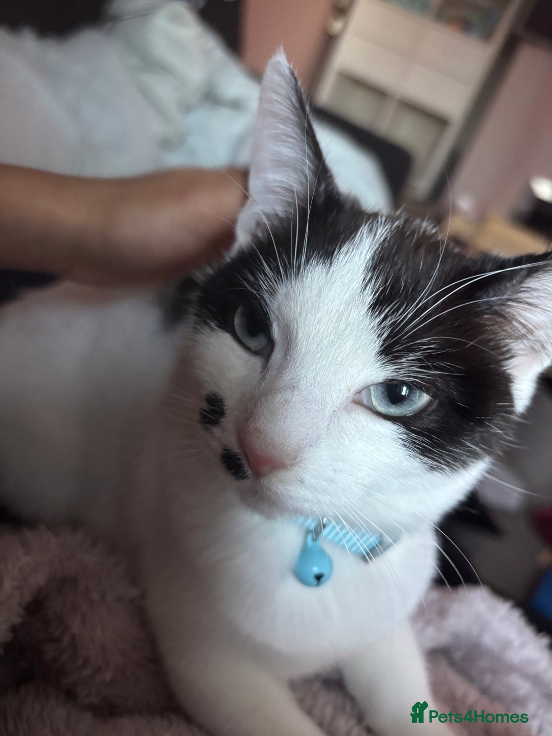 Mixed Breed cats for sale: Friendly kitten looking for a home - Advert 3