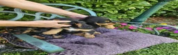 Cocker Spaniel dogs for sale: Cocker spaniel puppies - Advert 9