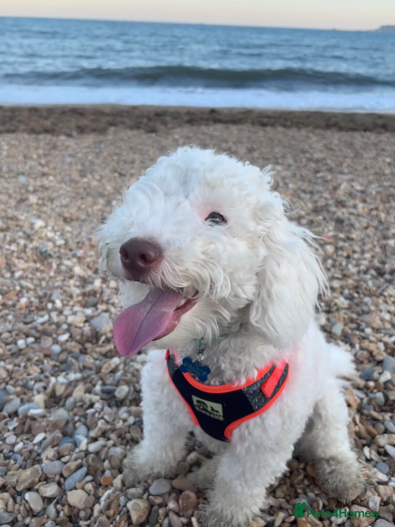 Labradoodle dogs Loving Home Needed - Miniature Labradoodle - Advert 17