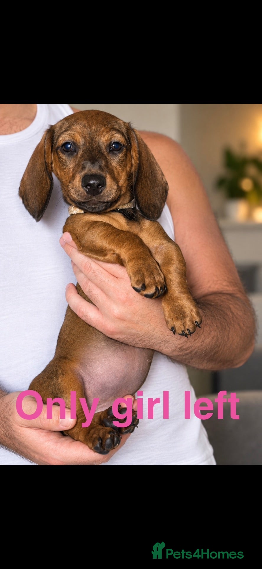 Dachshund dogs ( 1 beautiful female  dachshund puppy left)!😍 - Advert 1