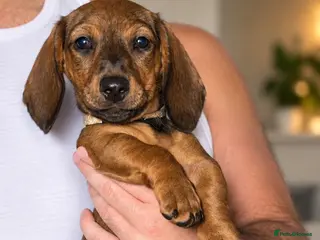 Dachshund dogs ( 1 beautiful female dachshund puppy left)!😍 - Advert 1